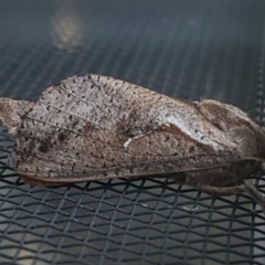 Elhamma australasiae (A Swift or Ghost moth (Hepialidae)) at Chisholm, ACT - 7 Feb 2024 by RomanSoroka