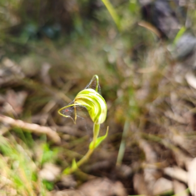 Diplodium decurvum (Summer greenhood) at Kambah, ACT - 6 Feb 2024 by Csteele4