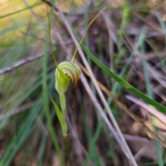 Diplodium decurvum at Tidbinbilla Nature Reserve - 7 Feb 2024