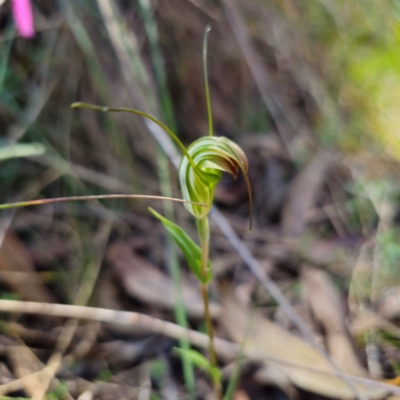 Diplodium decurvum (Summer greenhood) at Kambah, ACT - 6 Feb 2024 by Csteele4