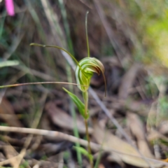 Diplodium decurvum (Summer greenhood) at Kambah, ACT - 6 Feb 2024 by Csteele4