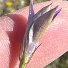 Wahlenbergia luteola (Yellowish Bluebell) at Budjan Galindji (Franklin Grassland) Reserve - 7 Feb 2024 by lbradley