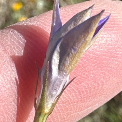 Wahlenbergia luteola (Yellowish Bluebell) at Budjan Galindji (Franklin Grassland) Reserve - 6 Feb 2024 by lbradley