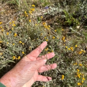 Wahlenbergia luteola at Budjan Galindji (Franklin Grassland) Reserve - 7 Feb 2024