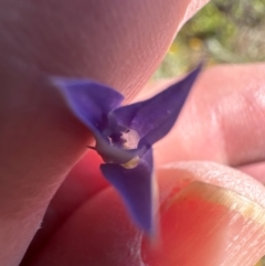 Wahlenbergia luteola at Budjan Galindji (Franklin Grassland) Reserve - 7 Feb 2024