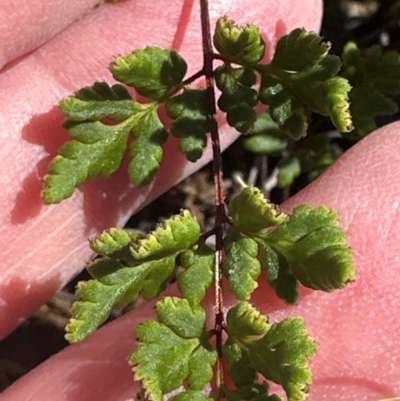 Cheilanthes sieberi subsp. sieberi (Narrow Rock Fern) at Harrison, ACT - 6 Feb 2024 by lbradley