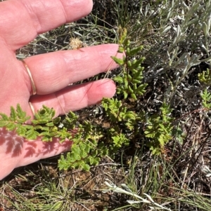 Cheilanthes sieberi subsp. sieberi at Harrison, ACT - 7 Feb 2024 10:56 AM