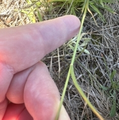 Enneapogon nigricans (Nine-awn Grass, Bottlewashers) at Harrison, ACT - 7 Feb 2024 by lbradley