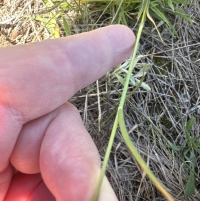 Enneapogon nigricans (Nine-awn Grass, Bottlewashers) at Budjan Galindji (Franklin Grassland) Reserve - 7 Feb 2024 by lbradley