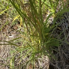 Enneapogon nigricans at Harrison, ACT - 7 Feb 2024