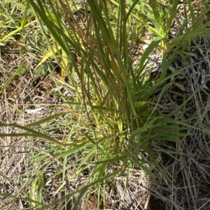 Enneapogon nigricans at Budjan Galindji (Franklin Grassland) Reserve - 7 Feb 2024