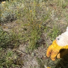 Enneapogon nigricans at Budjan Galindji (Franklin Grassland) Reserve - 7 Feb 2024