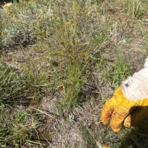 Enneapogon nigricans at Harrison, ACT - 7 Feb 2024