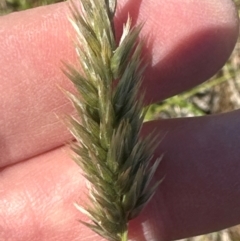 Enneapogon nigricans at Harrison, ACT - 7 Feb 2024