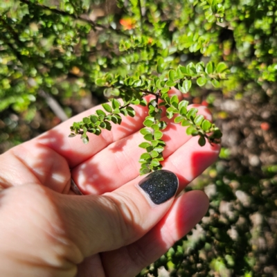 Leionema lamprophyllum subsp. obovatum (Shiny Phebalium) at Namadgi National Park - 7 Feb 2024 by Csteele4