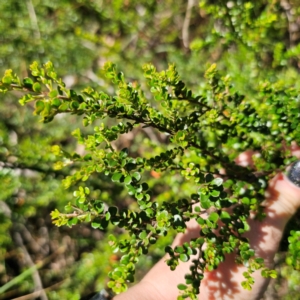 Leionema lamprophyllum subsp. obovatum at Namadgi National Park - 7 Feb 2024