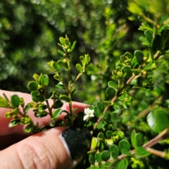 Leionema lamprophyllum subsp. obovatum at Namadgi National Park - suppressed