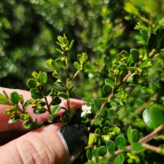 Leionema lamprophyllum subsp. obovatum at Namadgi National Park - 7 Feb 2024