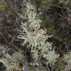 Usnea sp. (genus) (Bearded lichen) at Mulligans Flat - 4 Nov 2023 by michaelb