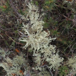 Usnea sp. (genus) at Mulligans Flat - 4 Nov 2023