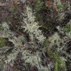 Usnea sp. (genus) at Mulligans Flat - 4 Nov 2023