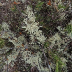 Usnea sp. (genus) at Mulligans Flat - 4 Nov 2023