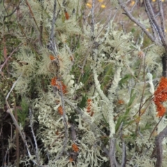 Usnea sp. (genus) at Mulligans Flat - 4 Nov 2023