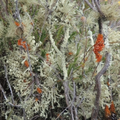 Teloschistes sp. (genus) (A lichen) at Mulligans Flat - 4 Nov 2023 by michaelb