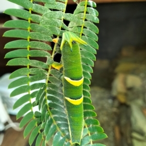 Charaxes sempronius at QPRC LGA - 7 Feb 2024