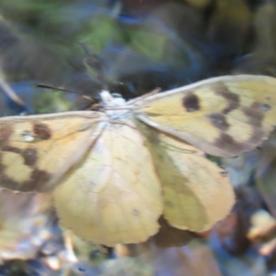 Heteronympha solandri (Solander's Brown) at Tidbinbilla Nature Reserve - 6 Feb 2024 by SandraH