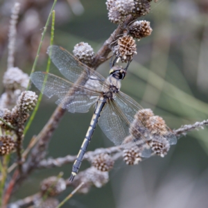 Hemicordulia tau at Lake Ginninderra - 11 Dec 2022