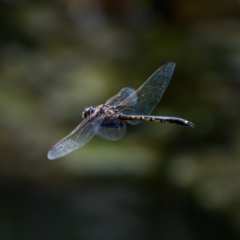 Hemicordulia tau at Lake Ginninderra - 11 Dec 2022 04:38 PM