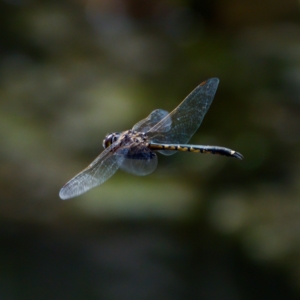 Hemicordulia tau at Lake Ginninderra - 11 Dec 2022