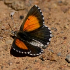 Lucia limbaria (Chequered Copper) at Woodstock Nature Reserve - 6 Feb 2024 by Thurstan