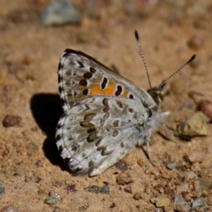 Lucia limbaria at Woodstock Nature Reserve - 7 Feb 2024