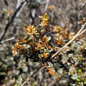 Grevillea diminuta at Namadgi National Park - 7 Feb 2024