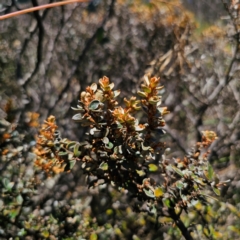 Grevillea diminuta at Namadgi National Park - 7 Feb 2024