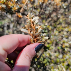 Grevillea diminuta at Namadgi National Park - 7 Feb 2024