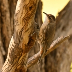 Cormobates leucophaea (White-throated Treecreeper) at Strathnairn, ACT - 6 Feb 2024 by Thurstan