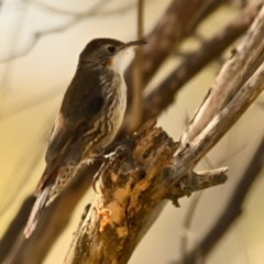 Cormobates leucophaea at Woodstock Nature Reserve - 7 Feb 2024 10:38 AM