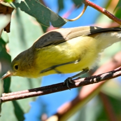 Gerygone olivacea (White-throated Gerygone) at Woodstock Nature Reserve - 7 Feb 2024 by Thurstan