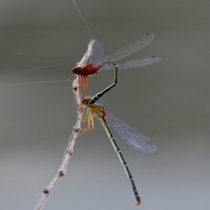 Xanthagrion erythroneurum at Lake Ginninderra - 11 Dec 2022