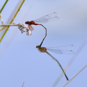 Xanthagrion erythroneurum at Lake Ginninderra - 11 Dec 2022