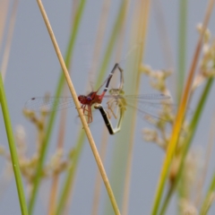 Xanthagrion erythroneurum at Lake Ginninderra - 11 Dec 2022 05:06 PM