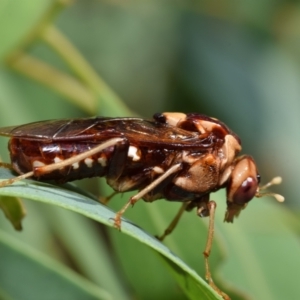 Pergagrapta polita at Dryandra St Woodland - 7 Feb 2024