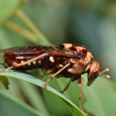 Pergagrapta polita (Sawfly) at Dryandra St Woodland - 6 Feb 2024 by DianneClarke
