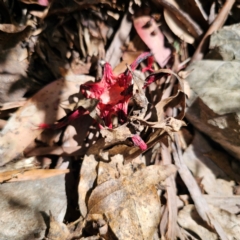 Aseroe rubra (Anemone Stinkhorn) at Namadgi National Park - 7 Feb 2024 by Csteele4