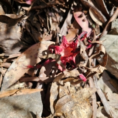 Aseroe rubra at Namadgi National Park - 7 Feb 2024