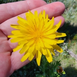 Microseris lanceolata at Snowy Plain, NSW - 2 Feb 2024