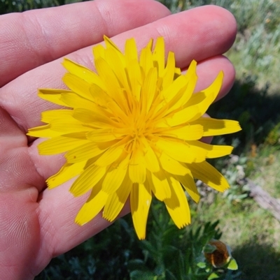 Microseris lanceolata (Yam Daisy) at Snowy Plain, NSW - 2 Feb 2024 by HarleyB